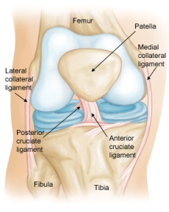 Anterior Cruciate Ligament Tears pic
